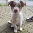 Erwin - Cody- Border collie